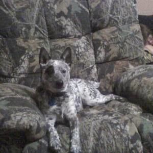 Meet your Posher, Daisy